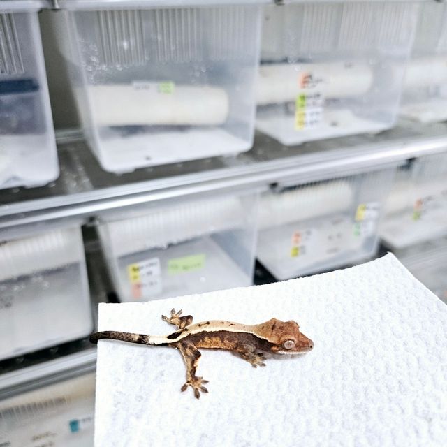 세이블