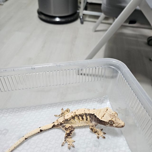 노멀 트라이 익스트림할리퀸