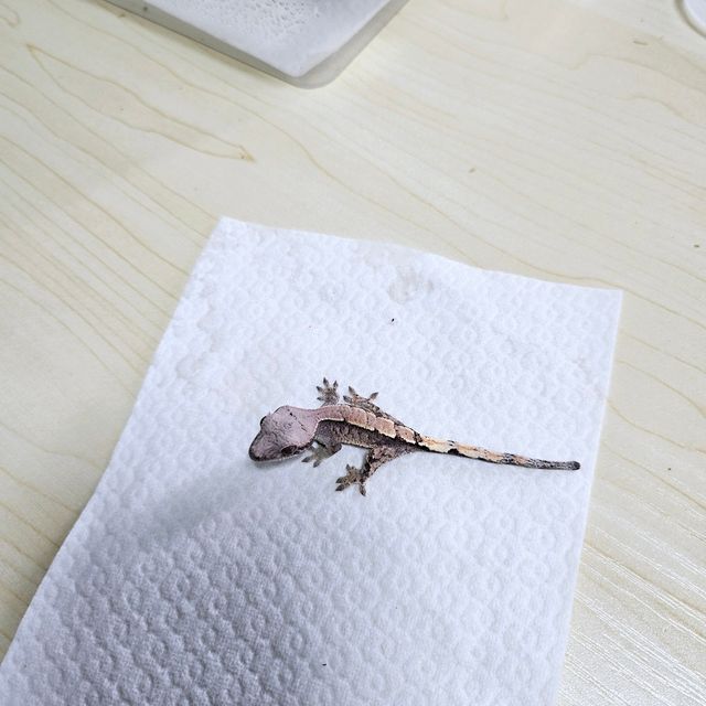 세이블