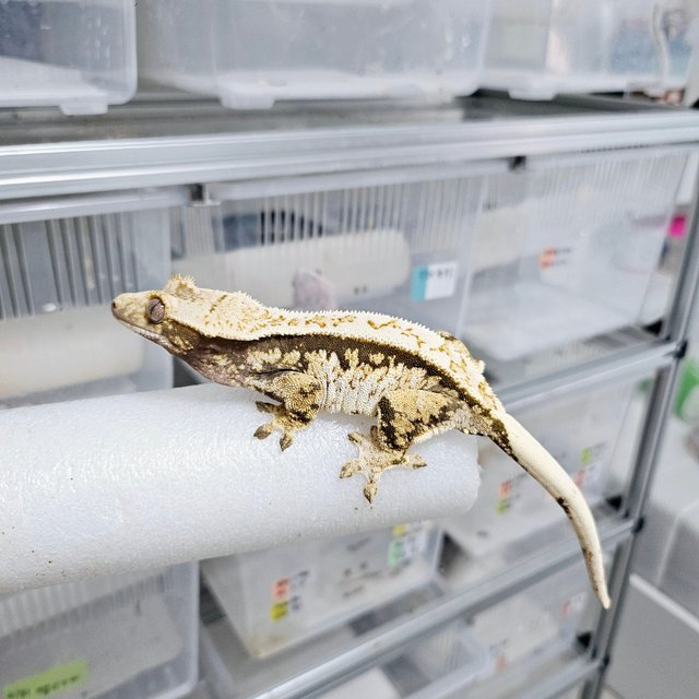 노멀 트라이 화이트스팟