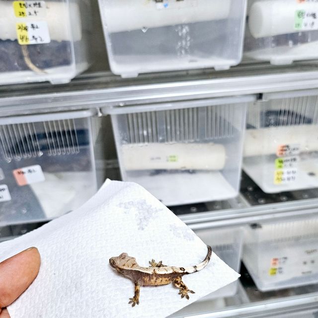 세이블