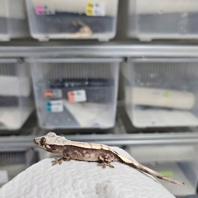 세이블