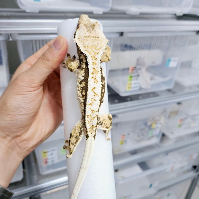 노멀 트라이 화이트스팟