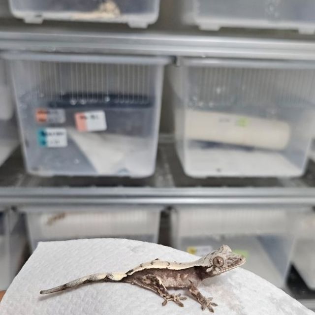 세이블