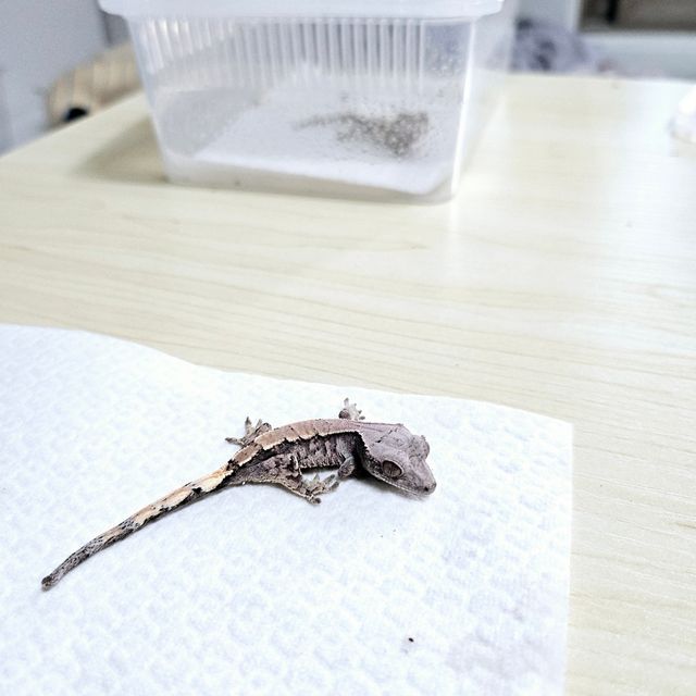 세이블