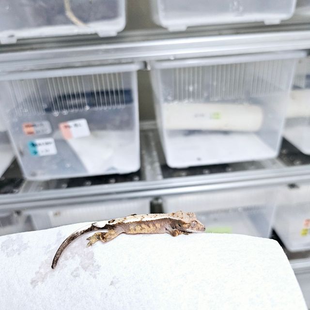 세이블