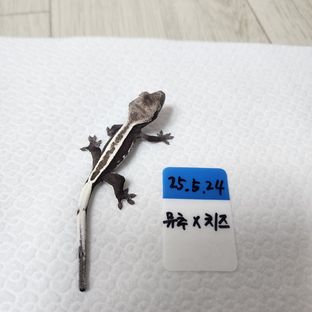 아잔틱