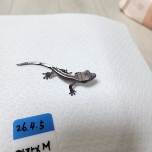 아잔틱