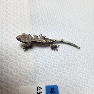 아잔틱