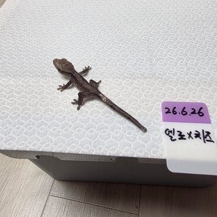아잔틱