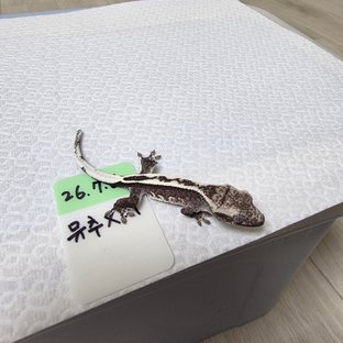 아잔틱