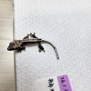 아잔틱