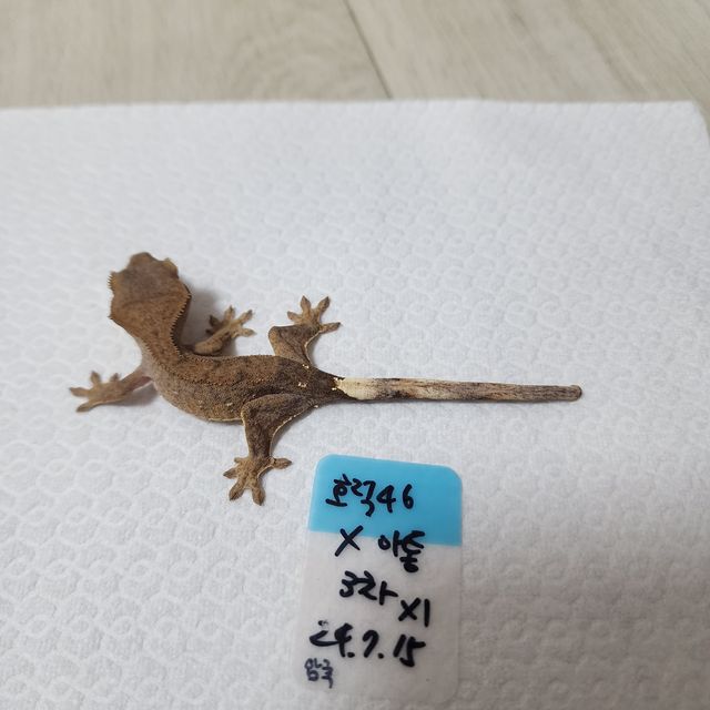 100%헷아잔틱