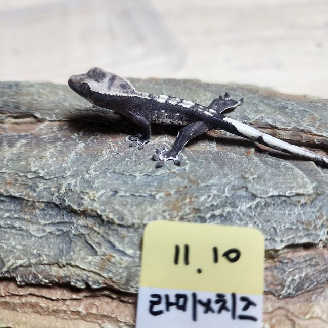 아잔틱