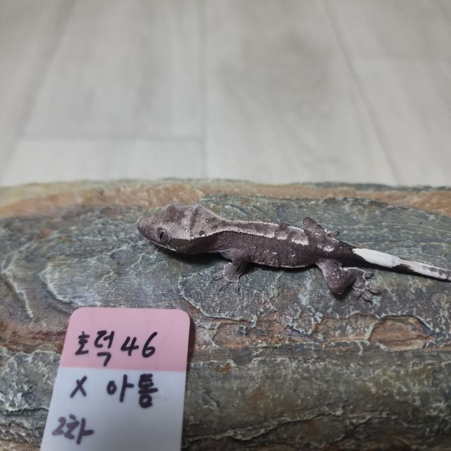 아잔틱