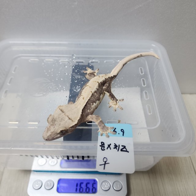 릴리100%헷아잔틱