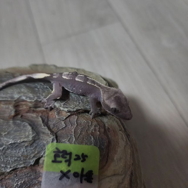 아잔틱