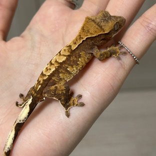 노멀 익스트림할리퀸