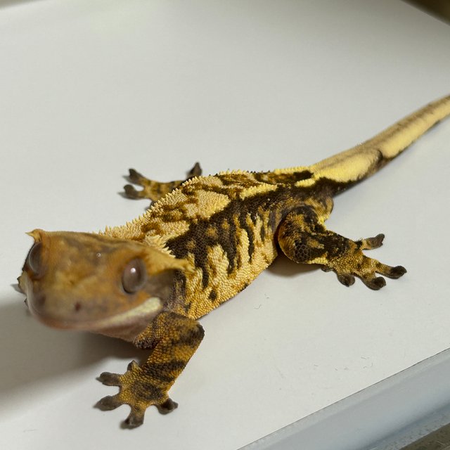 트라이 익스트림할리퀸