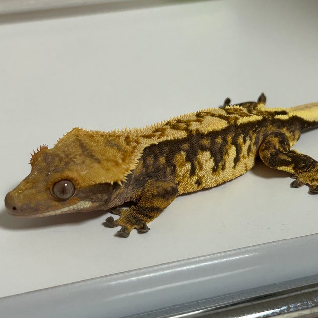 트라이 익스트림할리퀸