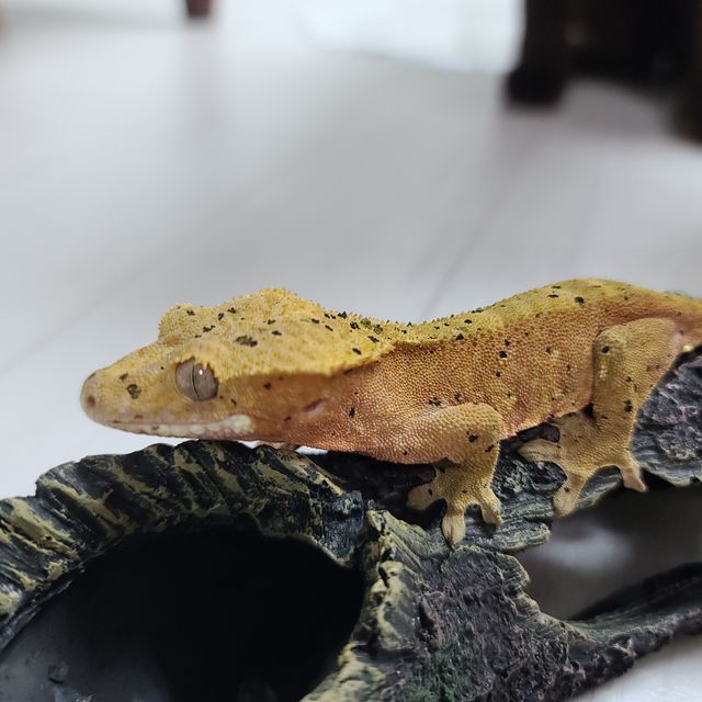 노멀 달마시안