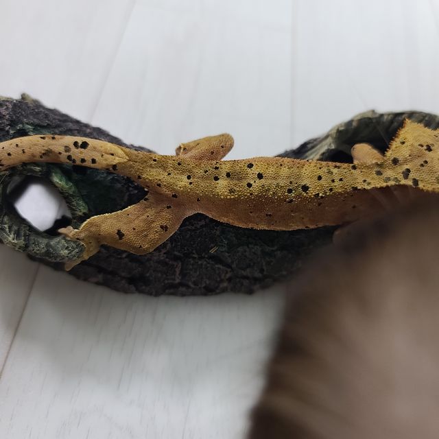 노멀 달마시안