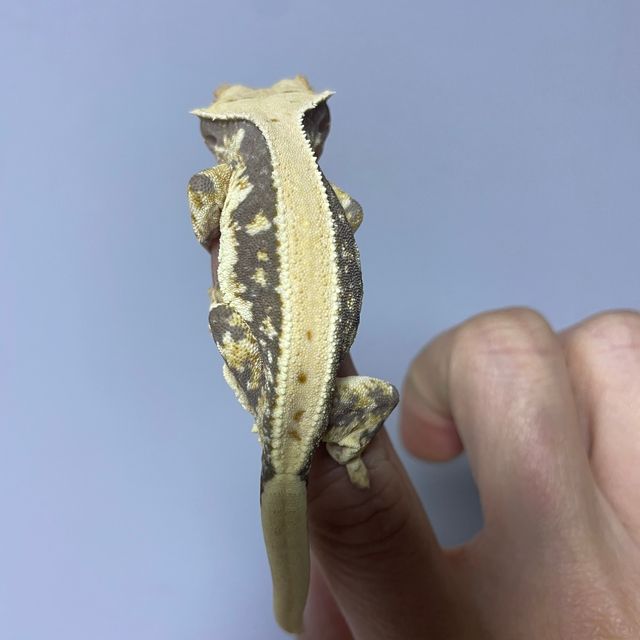 릴리화이트