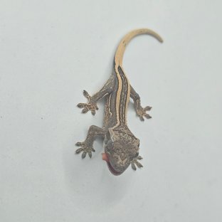 엠티백 풀핀 슈퍼스트라이프 블랙