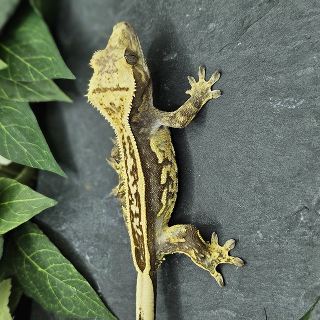 화이트크라운 풀핀 엠티백 슈퍼스트라이프