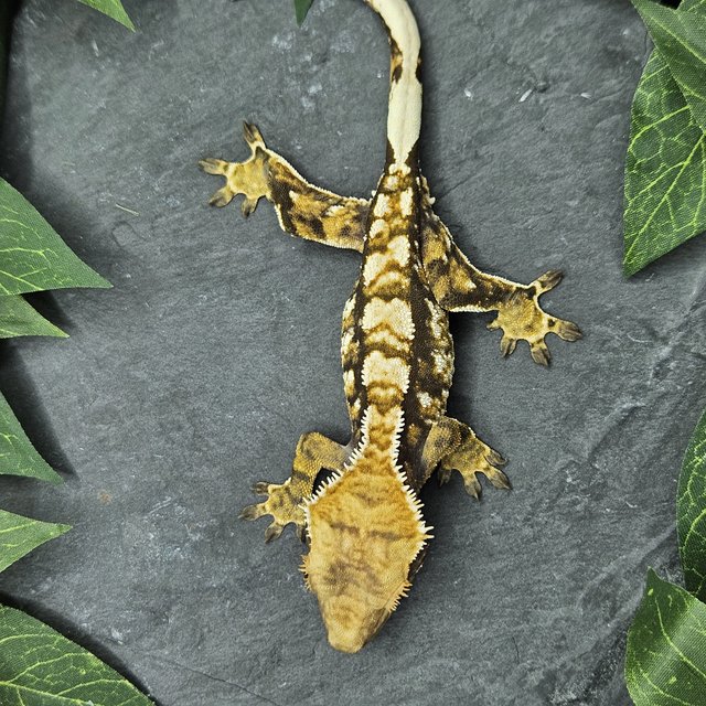 화이트포트홀 익스트림할리퀸