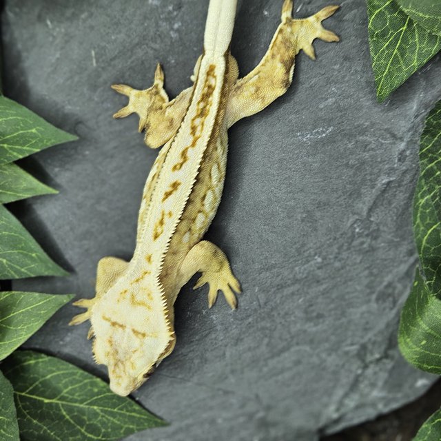 옐로우 크림 풀핀