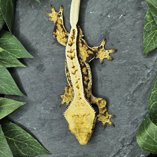 트라이 익스트림할리퀸