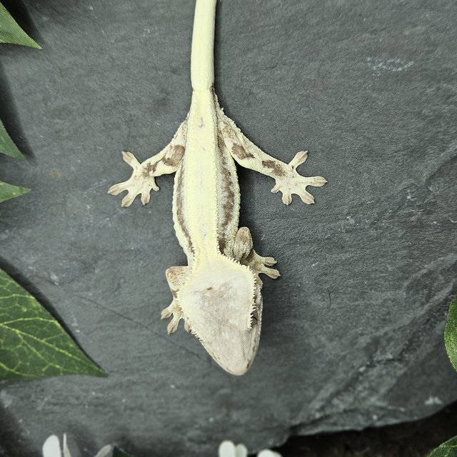 화이트크라운 풀핀 릴리 세이블