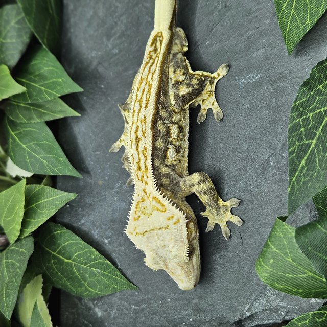 풀핀 화이트크라운 엠티백