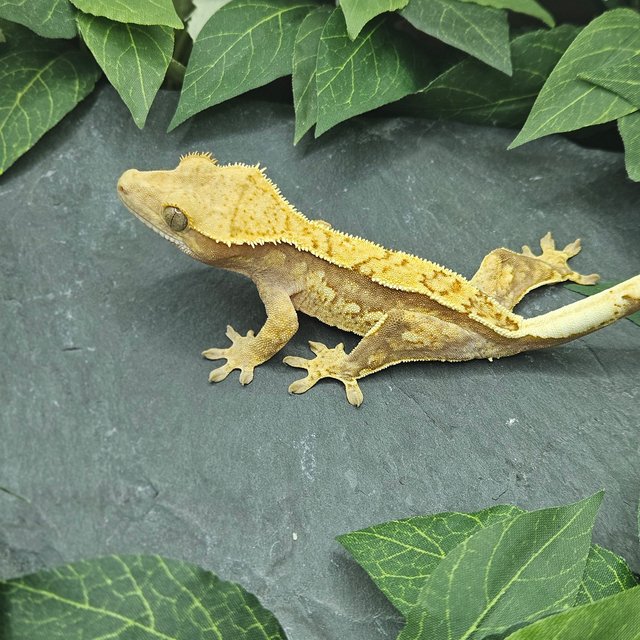 핀스트라이프 쿼드