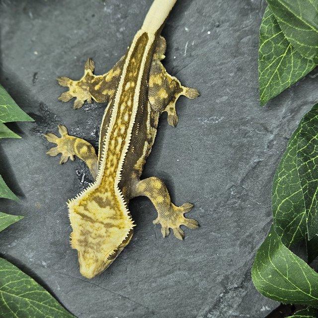 풀핀 엠티백 화이트크라운