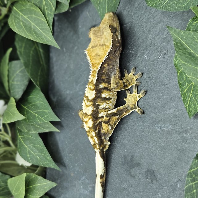 화이트포트홀 익스트림할리퀸