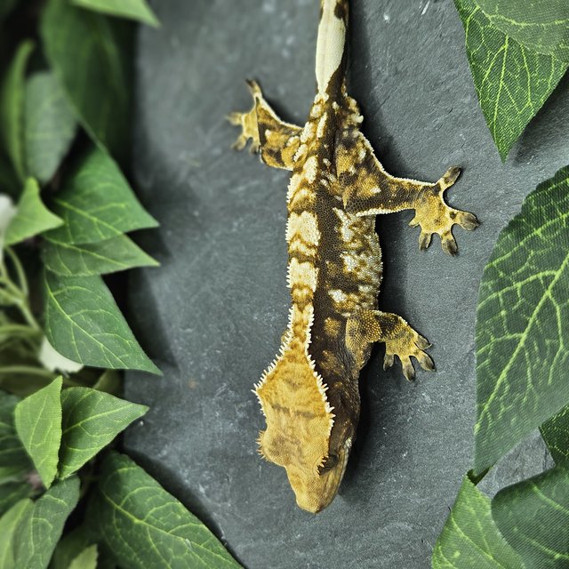 화이트포트홀 익스트림할리퀸