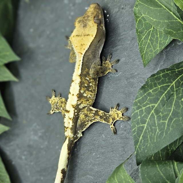 익스트림할리퀸