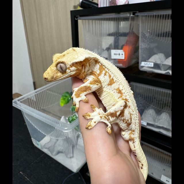 크림 릴리화이트