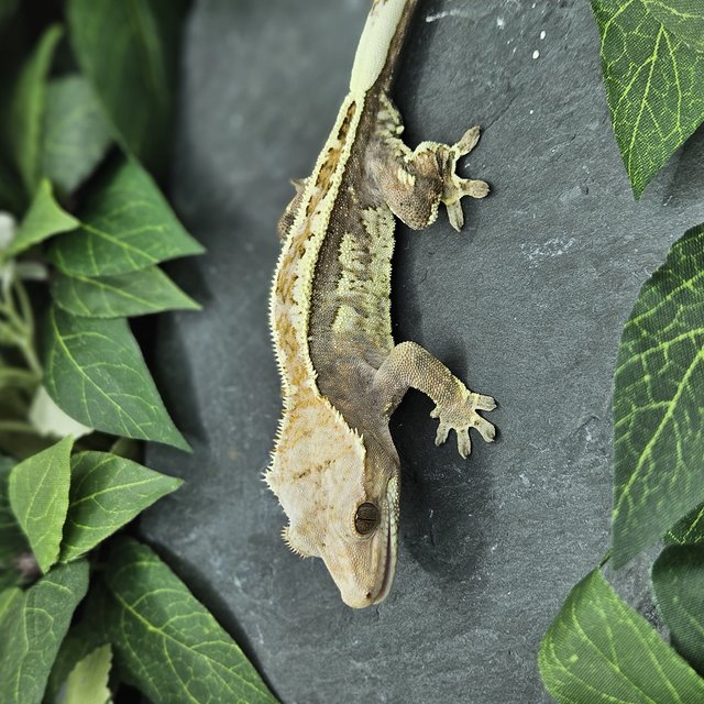 화이트 풀핀 카푸치노