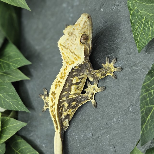 풀핀 엠티백 화이트크라운