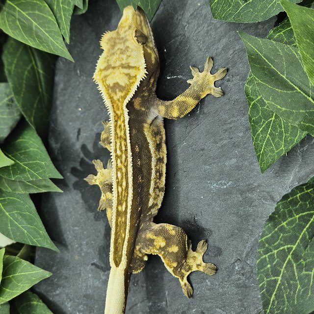 풀핀 엠티백 화이트크라운