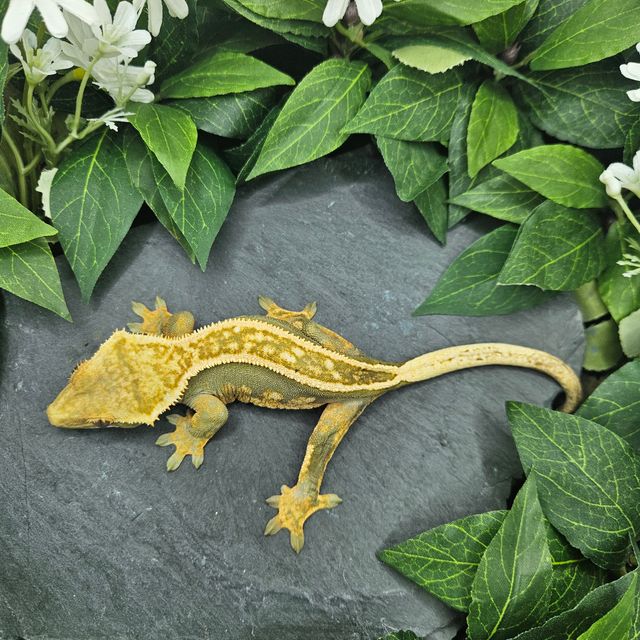 블랙 엠티백