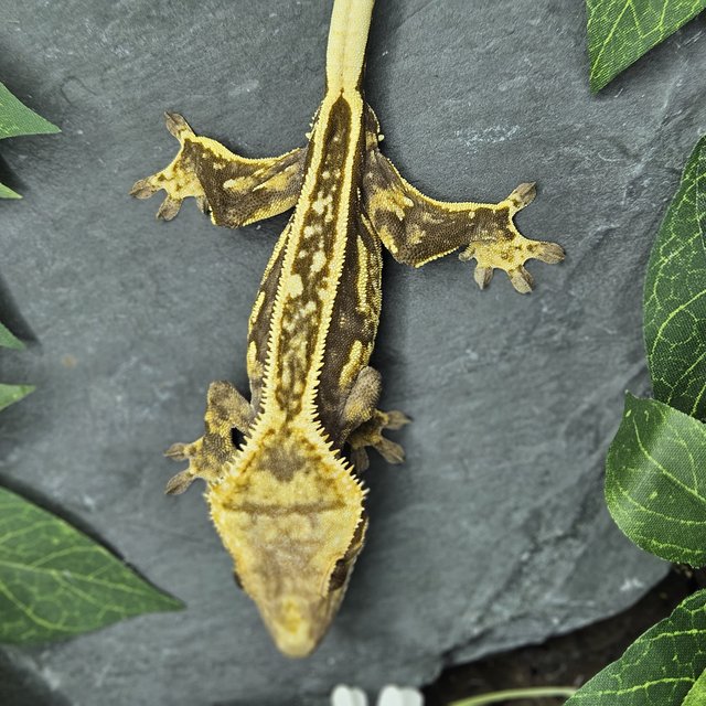 다크 화이트크라운 풀핀 엠티백