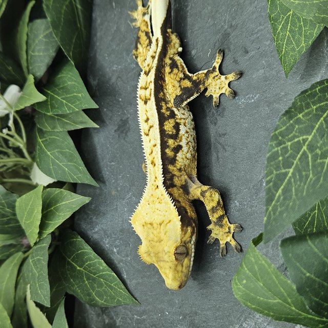 트라이 익스트림할리퀸