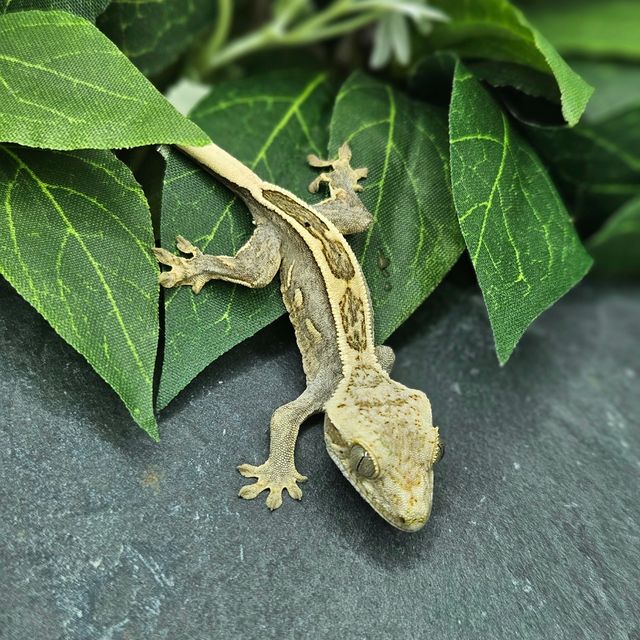 엠티백