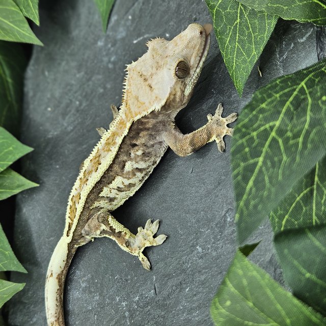 화이트 풀핀 카푸치노