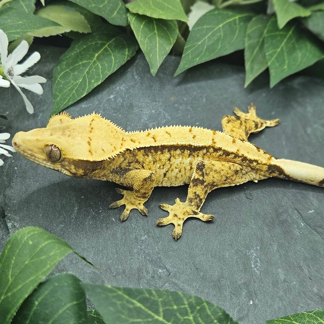 트라이 익스트림할리퀸