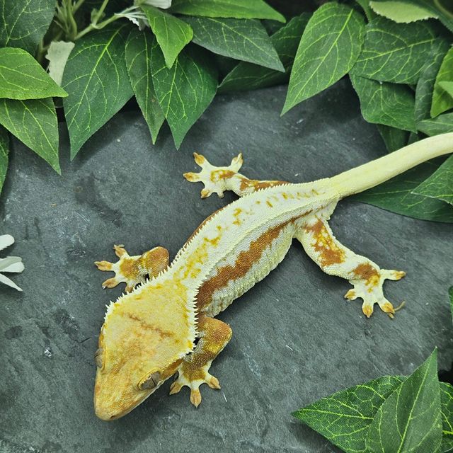 레드 릴리화이트